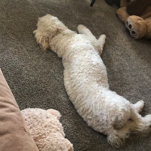 Meet your Posher, Tracy